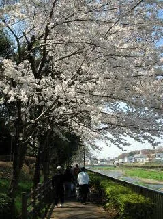 花見